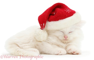 White Maine Coon kitten asleep wearing a Santa hat