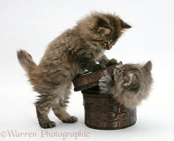 Maine Coon kittens playing with a basket