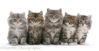 Five Maine Coon kittens, 8 weeks old