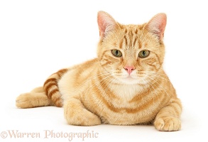 Ginger cat lying with head up