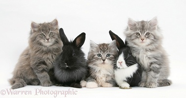 Maine Coon kittens, 8 weeks old, with rabbits