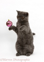 Grey kitten playing with Christmas bauble