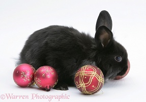 Black baby rabbit with Christmas baubles