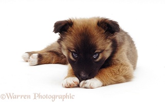 Cute mongrel pup, with chin on paws