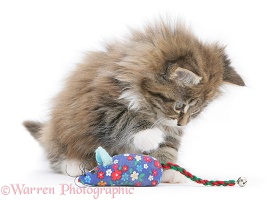 Maine Coon kitten, 8 weeks old, playing with a toy mouse