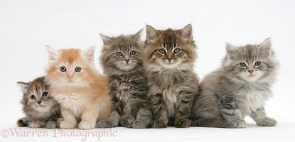 Five Maine Coon kittens, 7 weeks old