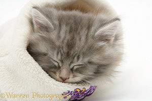 Maine Coon kitten asleep a woolly hat