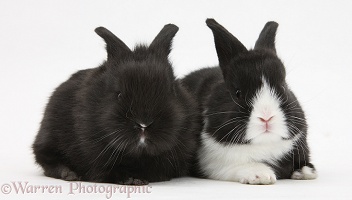 Baby black-and-white Dutch rabbits