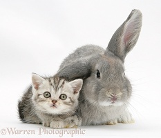 Silver tabby kitten with grey windmill-eared rabbit
