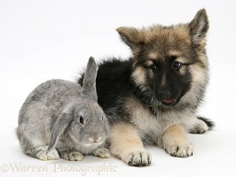Alsatian pup with grey windmill-eared rabbit
