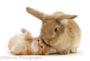 Ginger kitten with Lionhead-cross rabbit