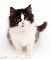 Black-and-white Persian-cross kitten, looking up