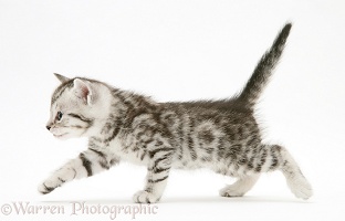 Silver tabby shorthair kitten walking across