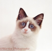 Young bicolour Ragdoll male cat, 18 weeks old
