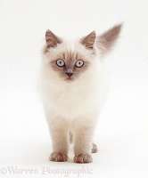Blue colour-point Birman-cross cat