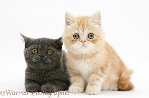 Grey kitten and ginger kitten