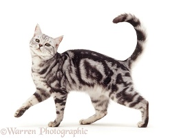 Silver tabby cat, walking across
