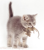 Grey kitten, 10 weeks old, with mouse prey