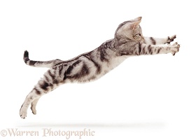Silver tabby kitten, 4 months old, leaping