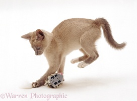 Lilac Tonkinese kitten pouncing a clockwork toy