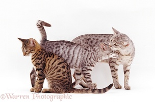 Silver Egyptian Mau female cat and kittens