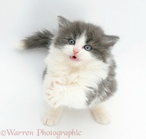 Grey-and-white kitten looking and reaching up