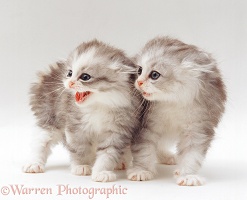 Two defensive silver longhair kittens