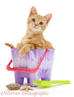 Ginger kitten in a beach bucket