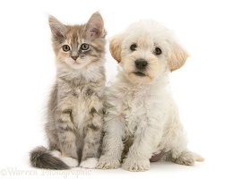 Woodle pup and Maine Coon kitten