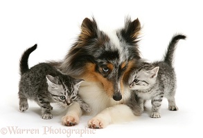 Silver tabby kittens and Sheltie