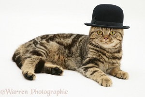 British Shorthair brown tabby cat wearing a bowler hat