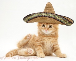 Ginger Maine Coon kitten with sombrero hat on