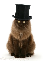 Fluffy dark chocolate Birman-cross cat with a top hat on