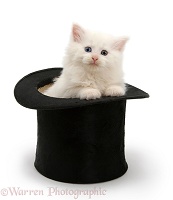 White Maine Coon kitten in a top hat