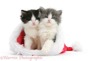 Sleepy kittens in Santa hat