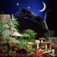 Black cat leaping at night