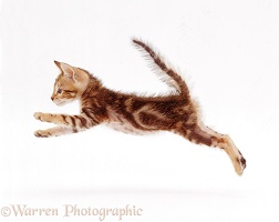 Bengal-cross kitten, 6 weeks old, leaping