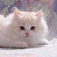 Pale ginger-and-white kitten