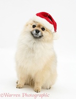 Pomeranian dog wearing a Santa hat