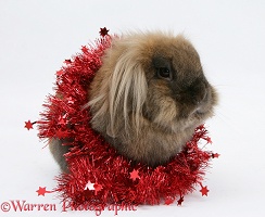 Lionhead rabbit with red Christmas tinsel
