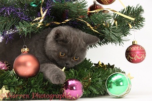 Grey kitten playing with baubles under a Christmas tree