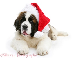 Saint Bernard puppy wearing a Santa hat