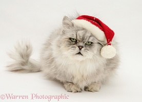 Chinchilla Persian cat wearing a Santa hat