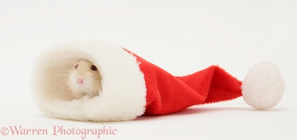 Dwarf Siberian Hamster in a Santa hat