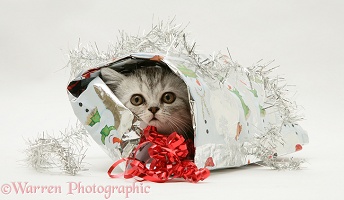 Silver tabby kitten coming out of a Christmas parcel