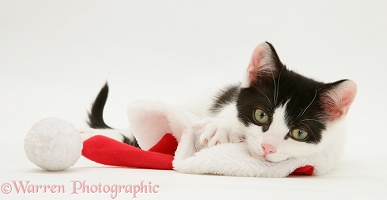 Black-and-white kitten playing with a Santa hat