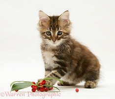 Tabby Maine Coon kitten with holly leaves and berries