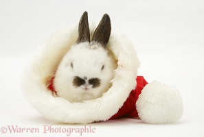 Baby rabbit in a Santa hat