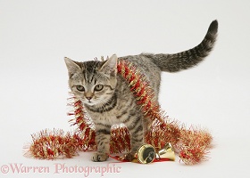Tabby kitten with Christmas tinsel and bells