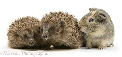 Guinea pig and young hedgehogs